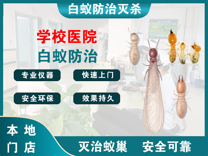 东海学校医院白蚁防治